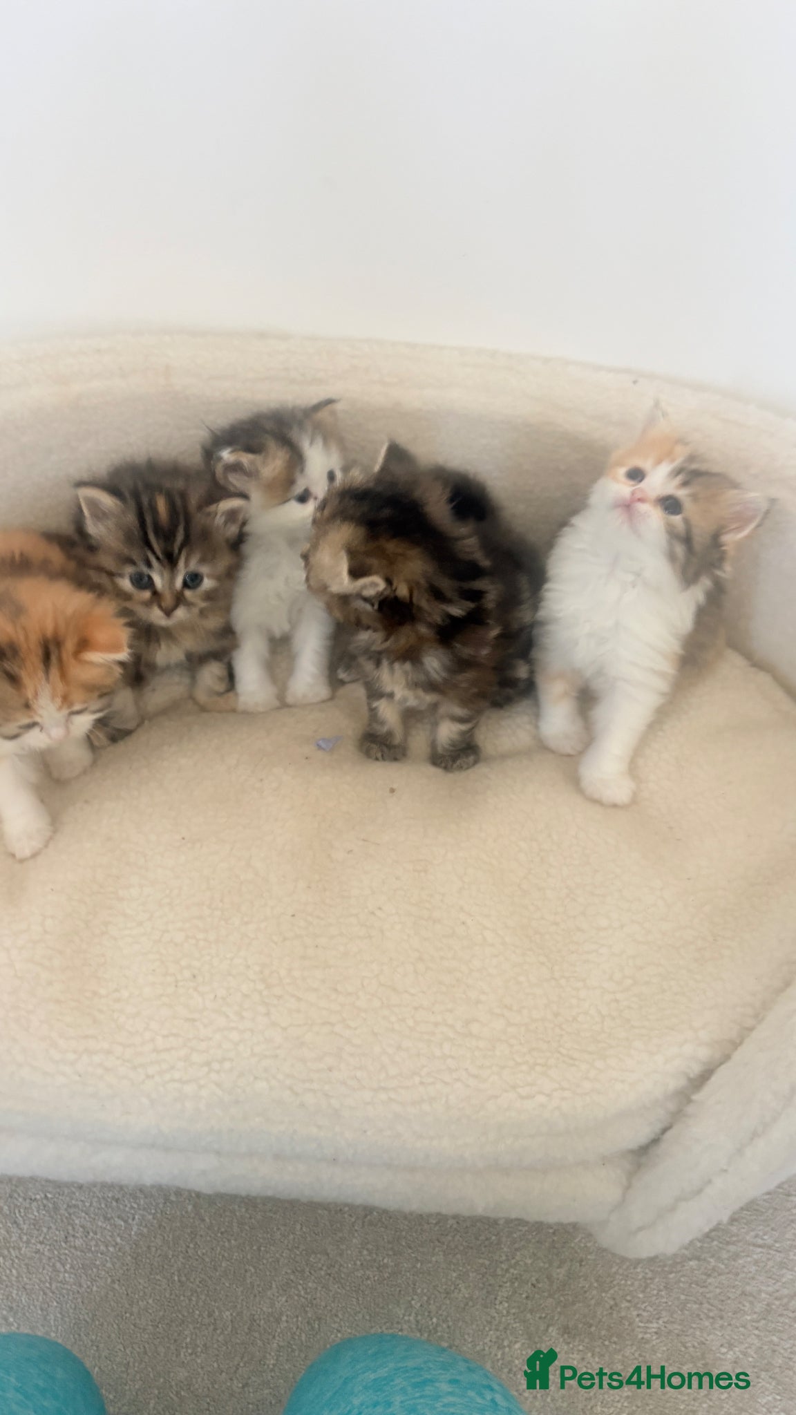 Persian cats Persian x ragdoll long hairs kittens  - Advert 8