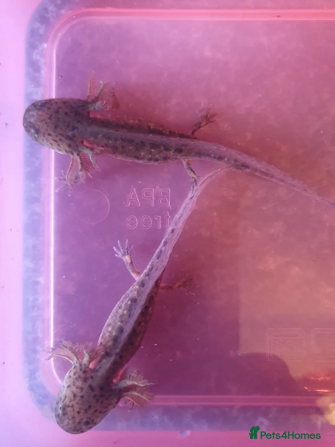Axolotl reptiles for sale: Baby axolotls  in Peterborough - Advert 2