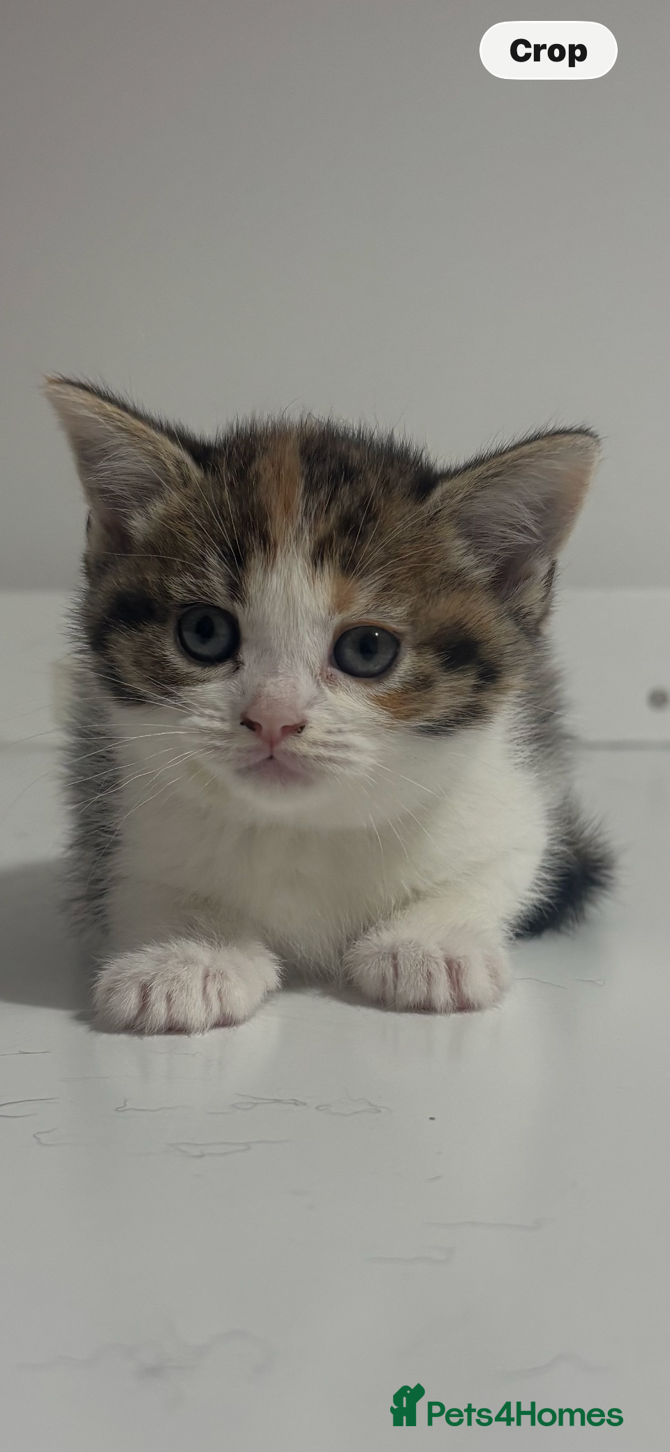 Scottish Fold cats Scottish fold straight and folded ears - Advert 2