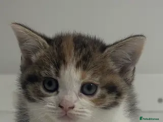 Scottish Fold cats Scottish fold straight and folded ears - Advert 2