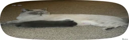 British Shorthair cats for sale: British shorthair kittens  - Advert 2