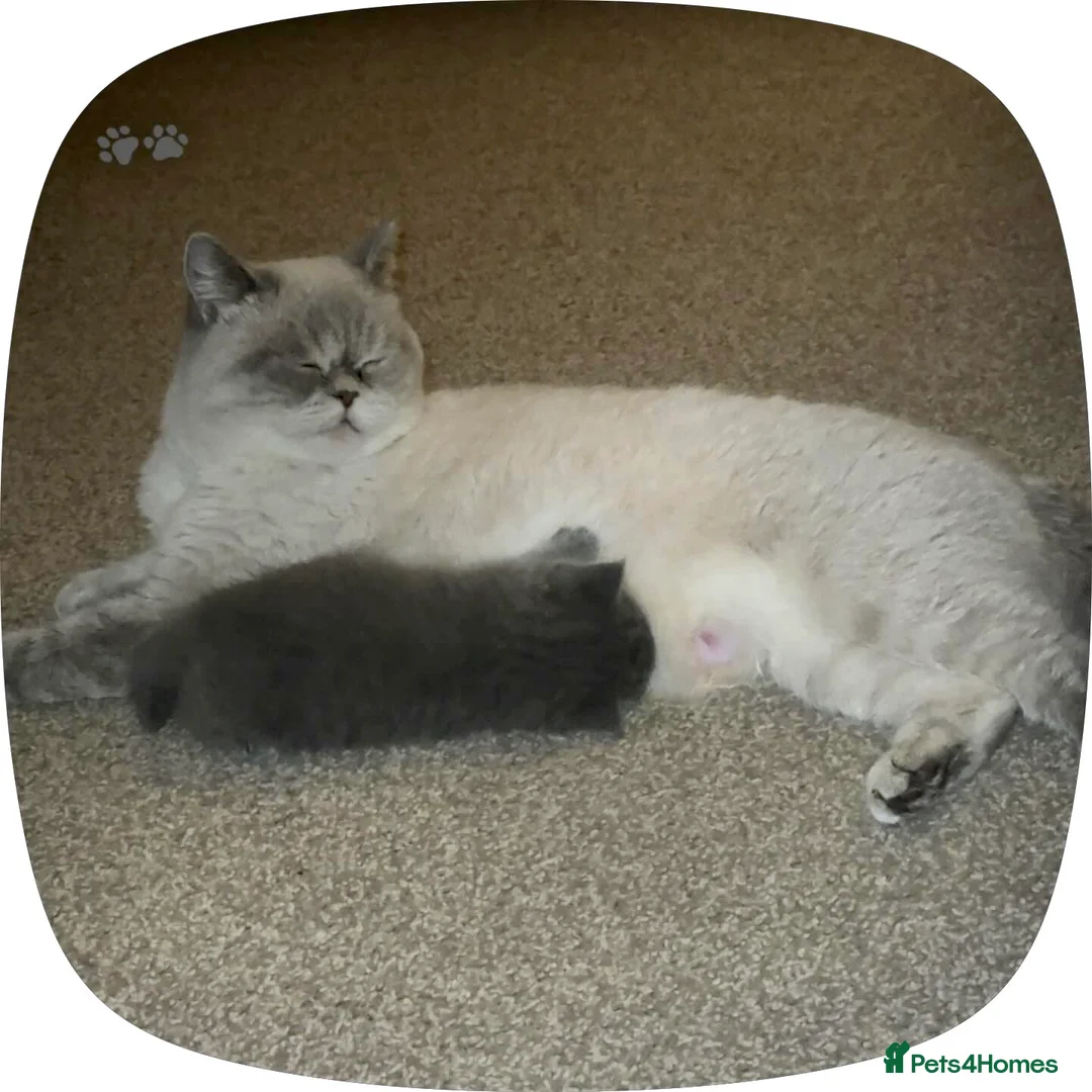 British Shorthair cats for sale: British shorthair kittens  - Advert 2