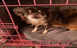 Chihuahua dogs for sale: Chocolate chihuahua  - Image 2