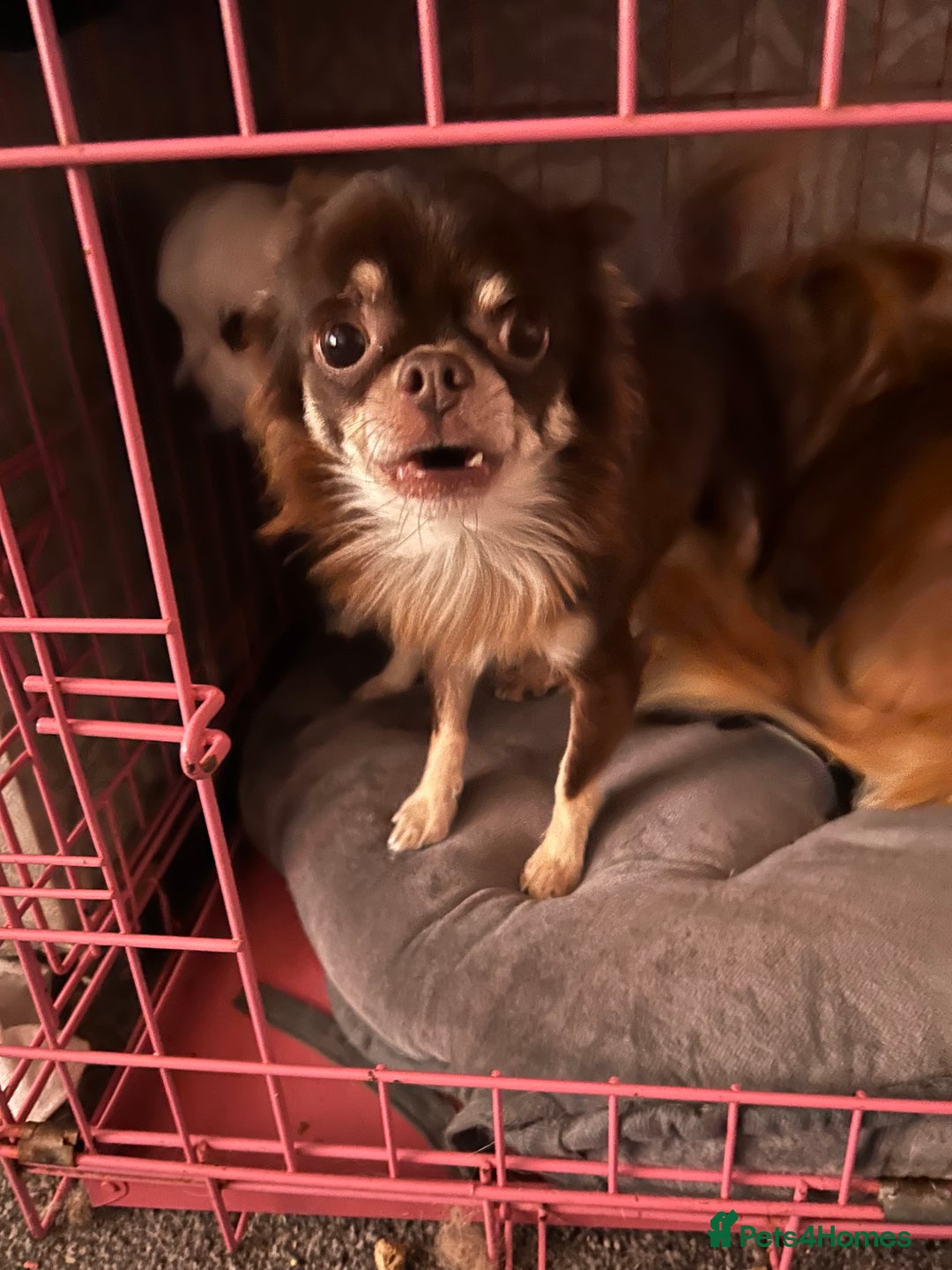 Chihuahua dogs for sale: Chocolate chihuahua  - Image 2