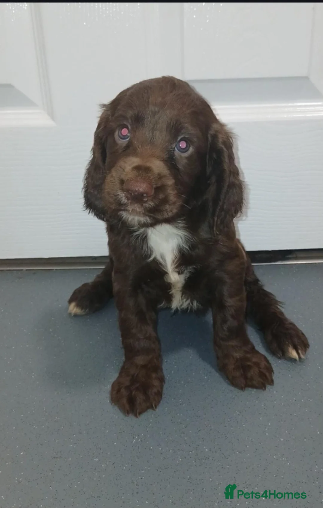 Cocker Spaniel dogs for sale: 4 beautiful cocker spaniel puppies for sale - Advert 2