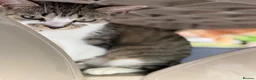 Domestic Shorthair cats for sale: Female Cat Our lucky queen  - Advert 7