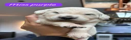 Golden Retriever dogs for sale: Outstanding KC Reg Golden Retriever Puppies - Advert 12