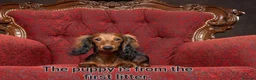 Miniature Dachshund dogs for sale: 6 beautiful long-haired dachshund pupps - Advert 5