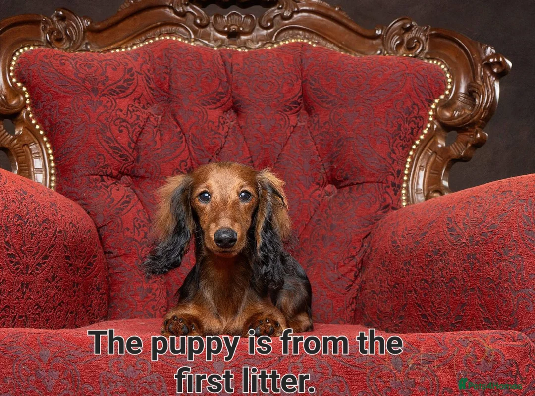 Miniature Dachshund dogs for sale: 6 beautiful long-haired dachshund pupps - Advert 5