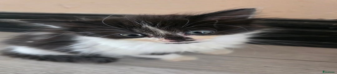 Mixed Breed Kitten 2