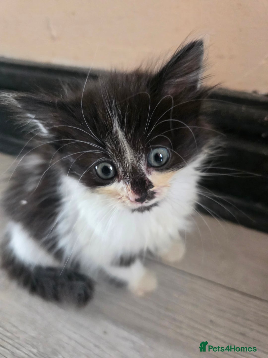 Mixed Breed cats for sale: Beautiful Calico Kittens - Image 22