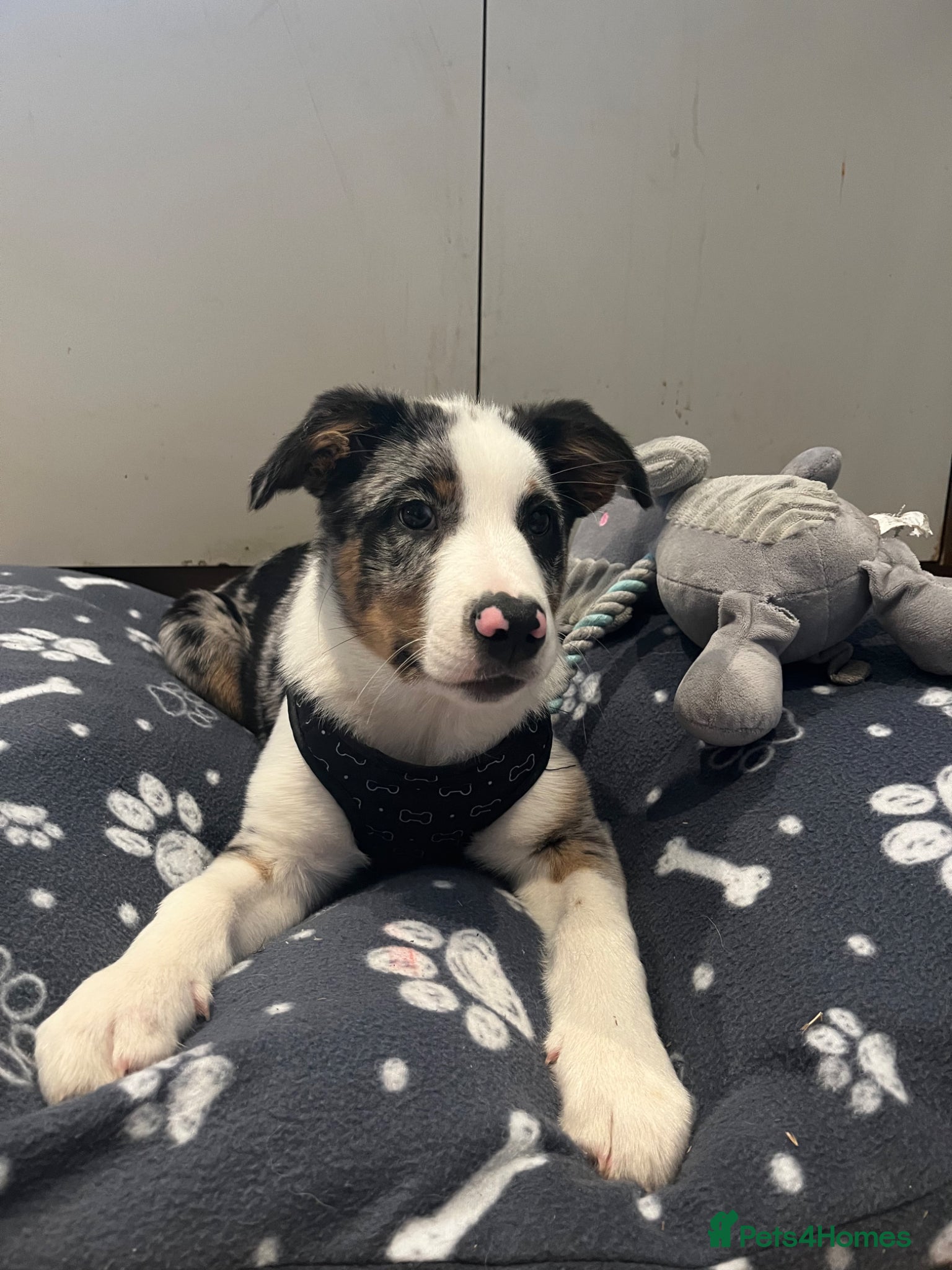 Border Collie dogs for sale: beautiful blue merle last boy left  - Advert 6