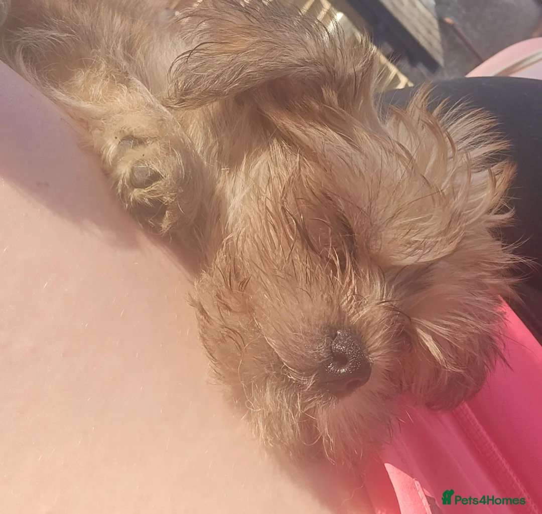 Yorkshire Terrier dogs for sale: Ready Now! Yorkshire Terrier Puppies 2 boys  - Advert 2