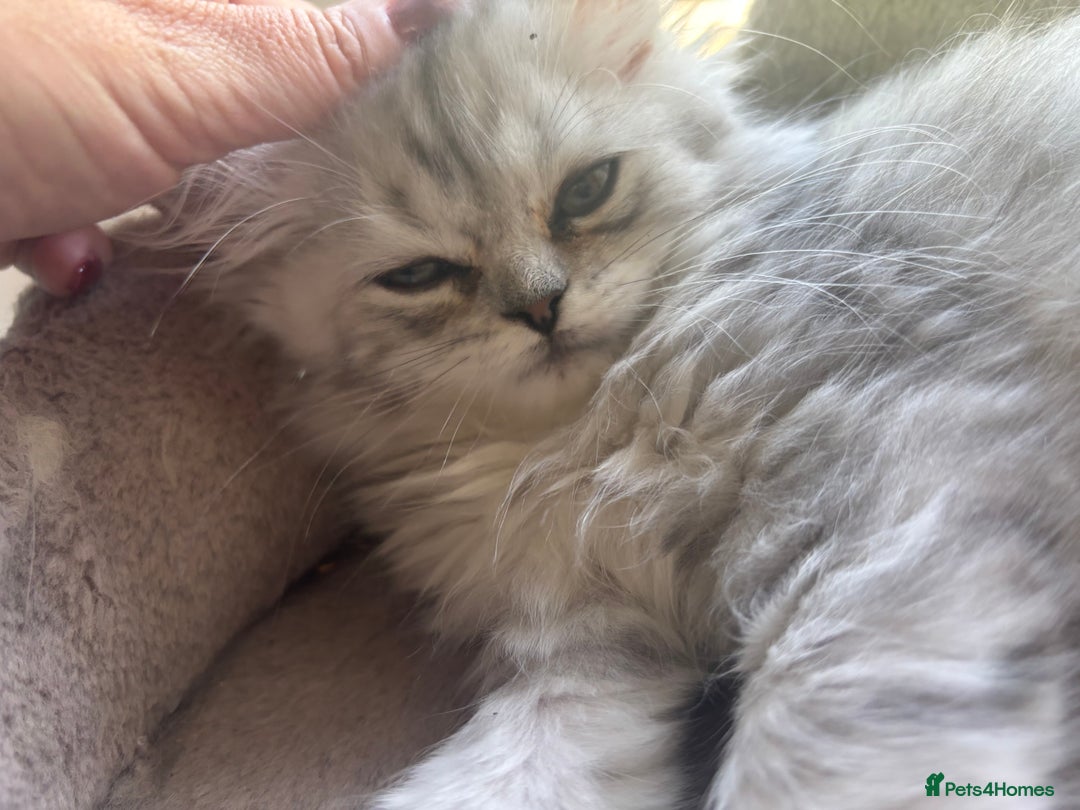 Persian cats for sale: Last Boy! Persian Ragdoll Kittens  - Image 19