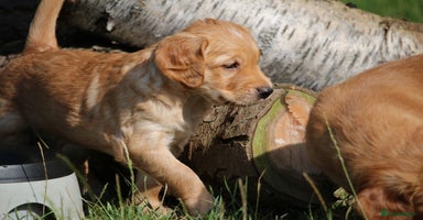 Golden Retriever dogs - Advert 6
