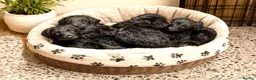 Giant Schnauzer dogs for sale: Ready Soon.Giant Schnauzer Puppies - Advert 4
