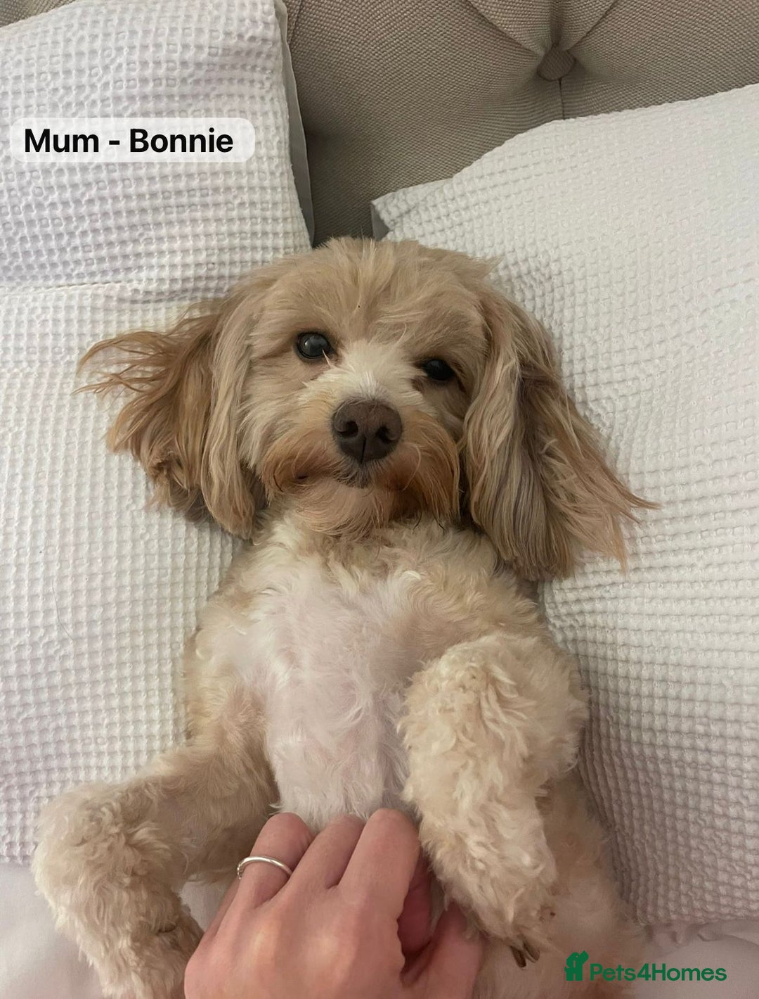 Maltipoo dogs for sale: STUNNING F1B MALTIPOO PUPPIES 🐶🎅🏼 - Image 9