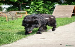 German Shepherd dogs for adoption: 💙🐶 AXEL 🐶💙 - Image 7