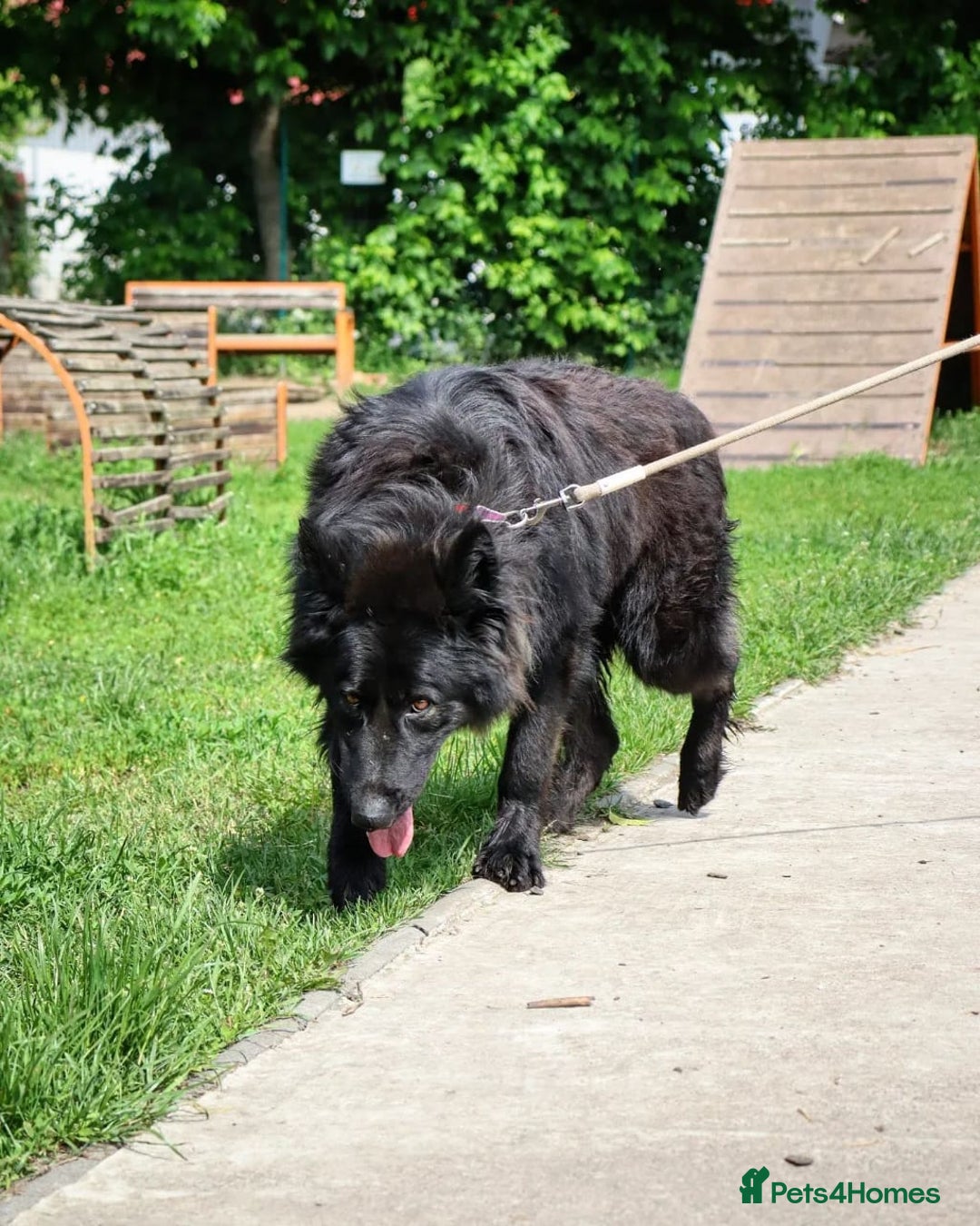 German Shepherd dogs for adoption: 💙🐶 AXEL 🐶💙 - Image 7