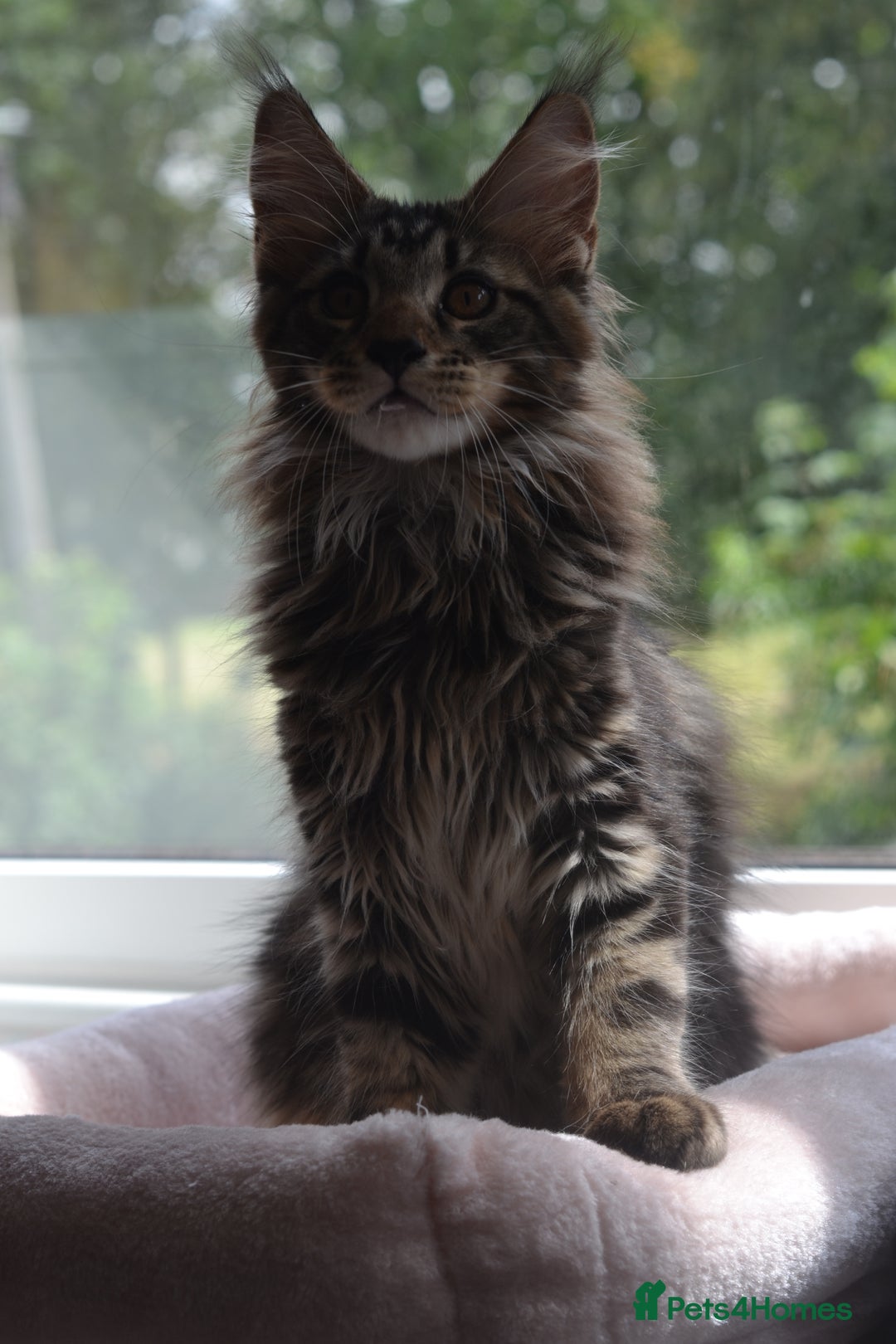 Maine Coon cats for sale: Tica Registered Maine Coon Kittens *ready now* - Image 4