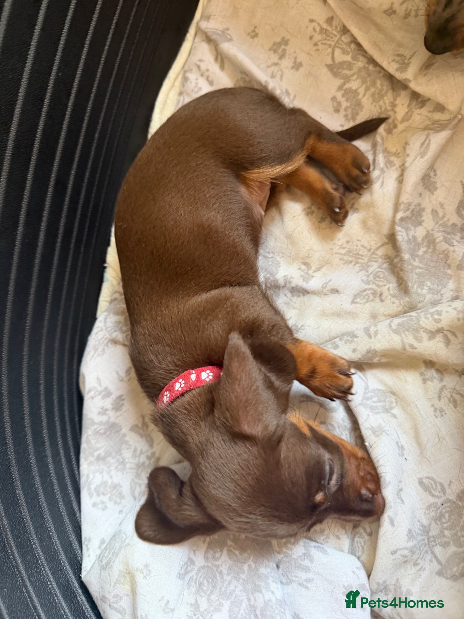 Miniature Dachshund dogs Last Remaining Chocolate Miniature Dachshund Puppy - Advert 16