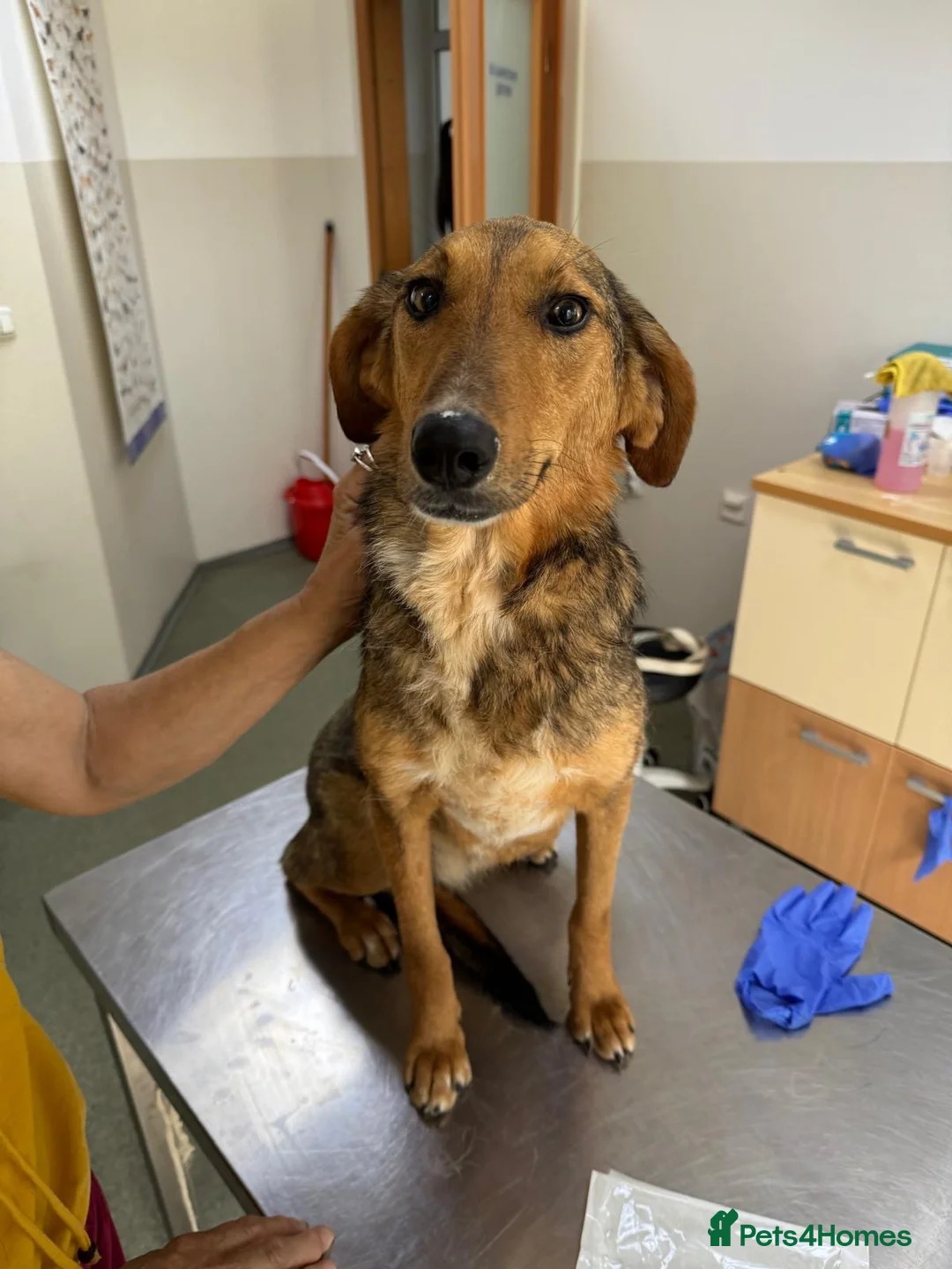 Mixed Breed dogs for adoption: Gentle | Sweet | Dog Loving | Foodie - Advert 1