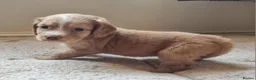 Cocker Spaniel dogs for sale: Fantastic Working Cockers  - Advert 15