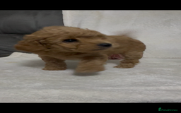 Toy Poodle dogs for sale: Stunning toy poodles  - Image 28