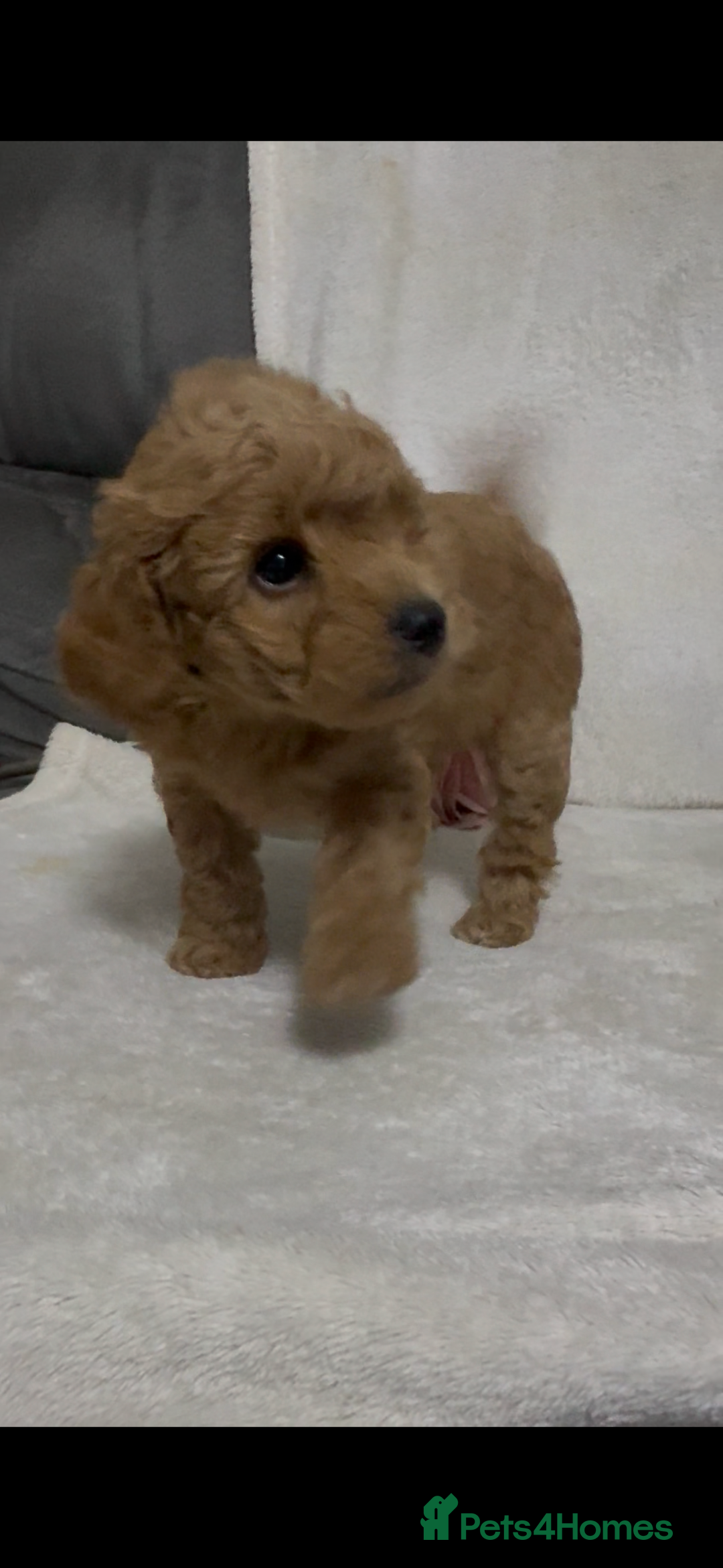 Toy Poodle dogs for sale: Stunning toy poodles  - Image 28