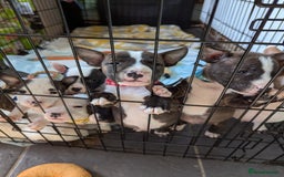 English Bull Terrier dogs for sale: English bull terrier cross staffys - Image 28