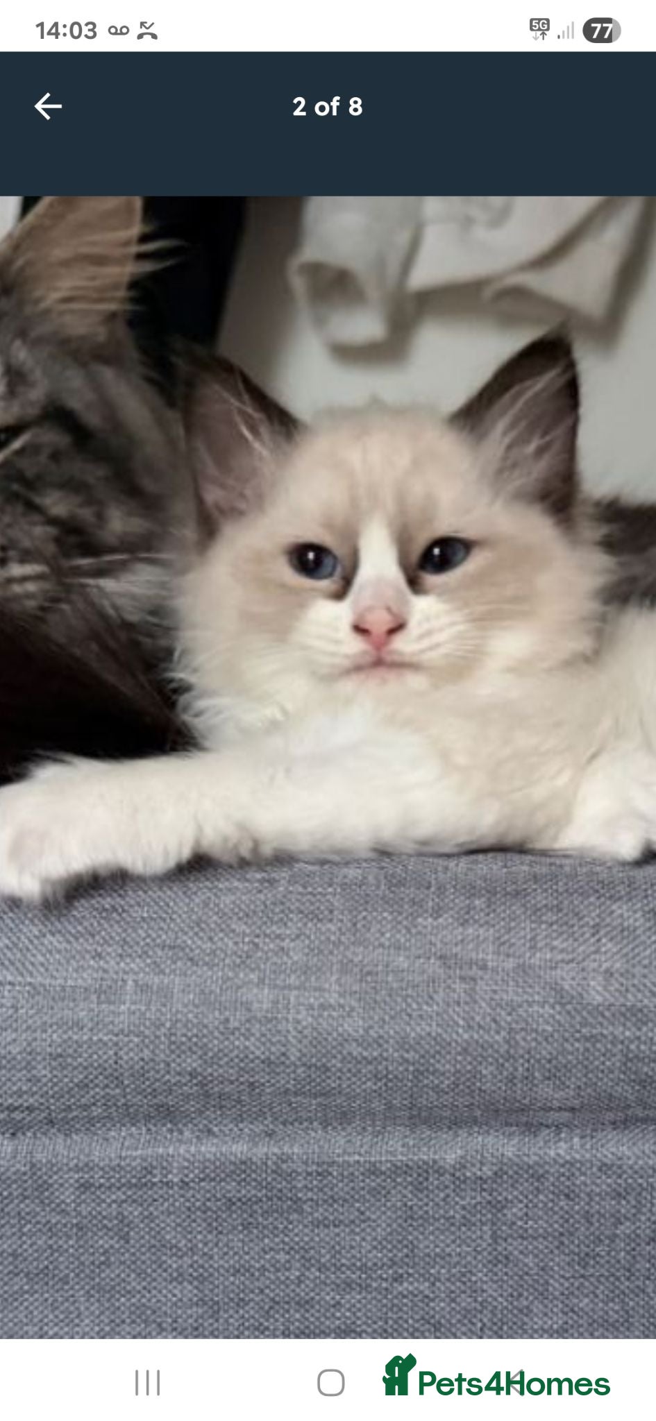 Ragdoll cats Gorgeous Blue Bicolor Ragdoll Girl for sale 🐾💙 - Advert 15