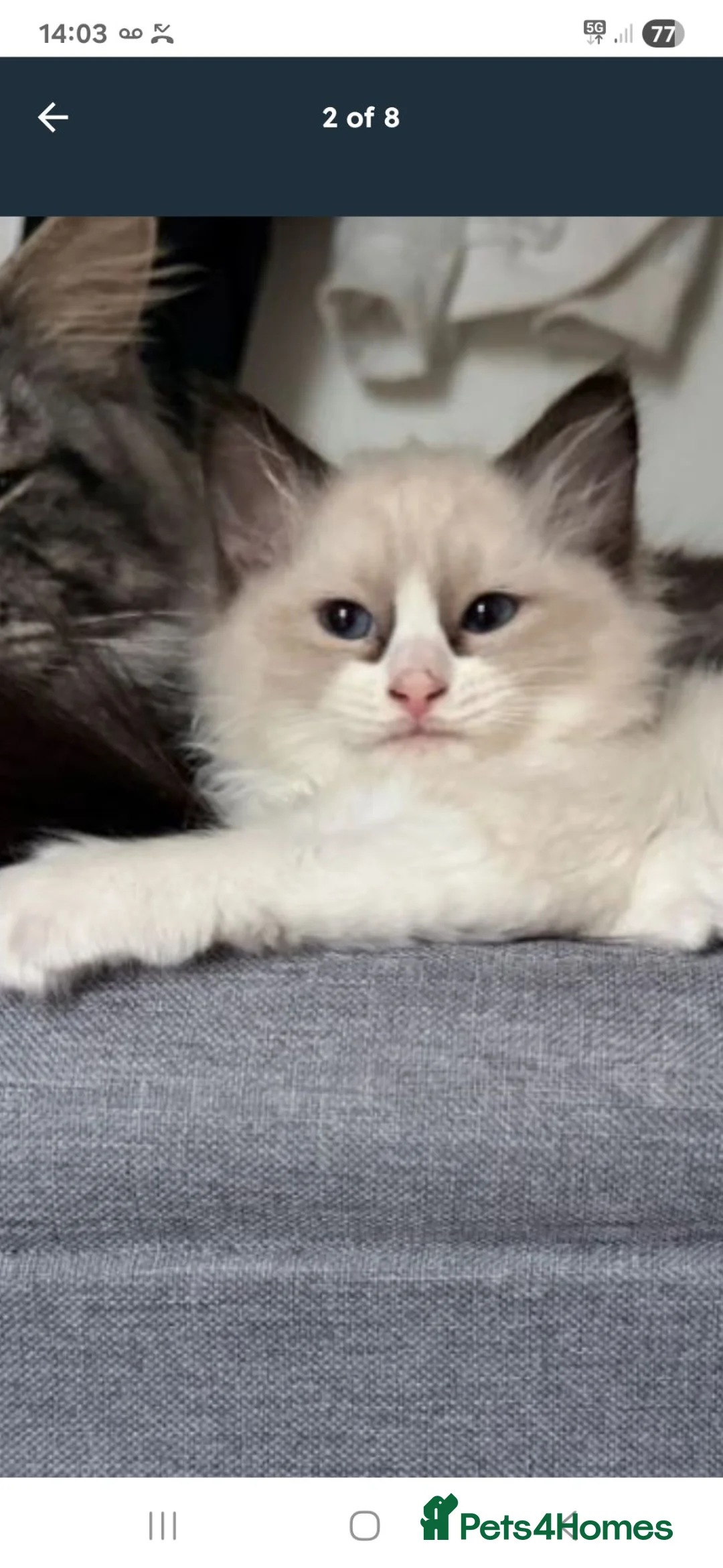Ragdoll cats for sale: Gorgeous Blue Bicolor Ragdoll Girl for sale 🐾💙 - Advert 1