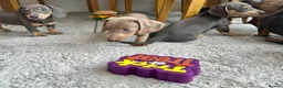 Miniature Dachshund dogs for sale: Miniature Dutch hound puppies - Advert 14