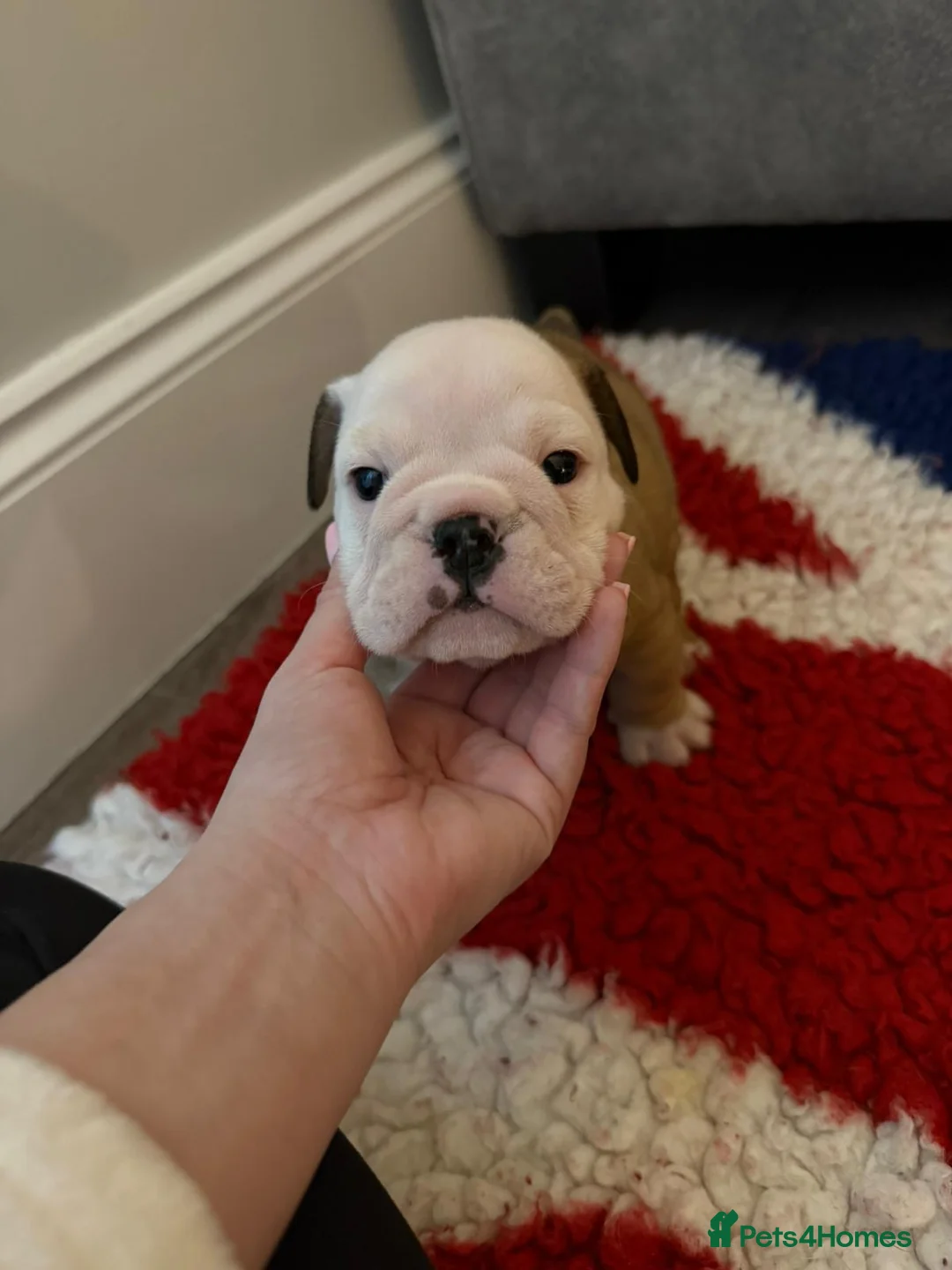 English Bulldog dogs for sale: *2 Boys* Bulldog Puppies - KC Standard/Registered - Advert 4