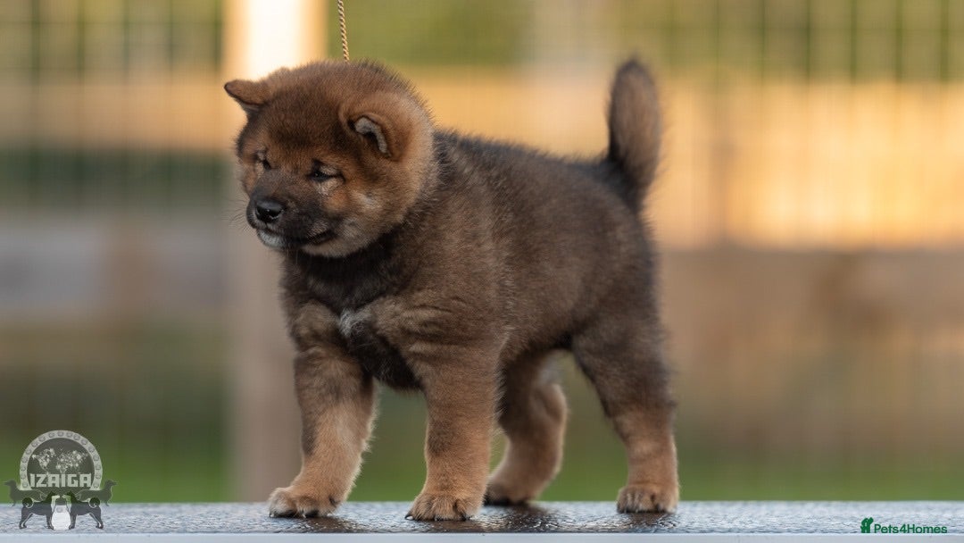 Japanese Shiba Inu dogs Rare Black Sesame Shiba | Japanese Bloodlines - Advert 1