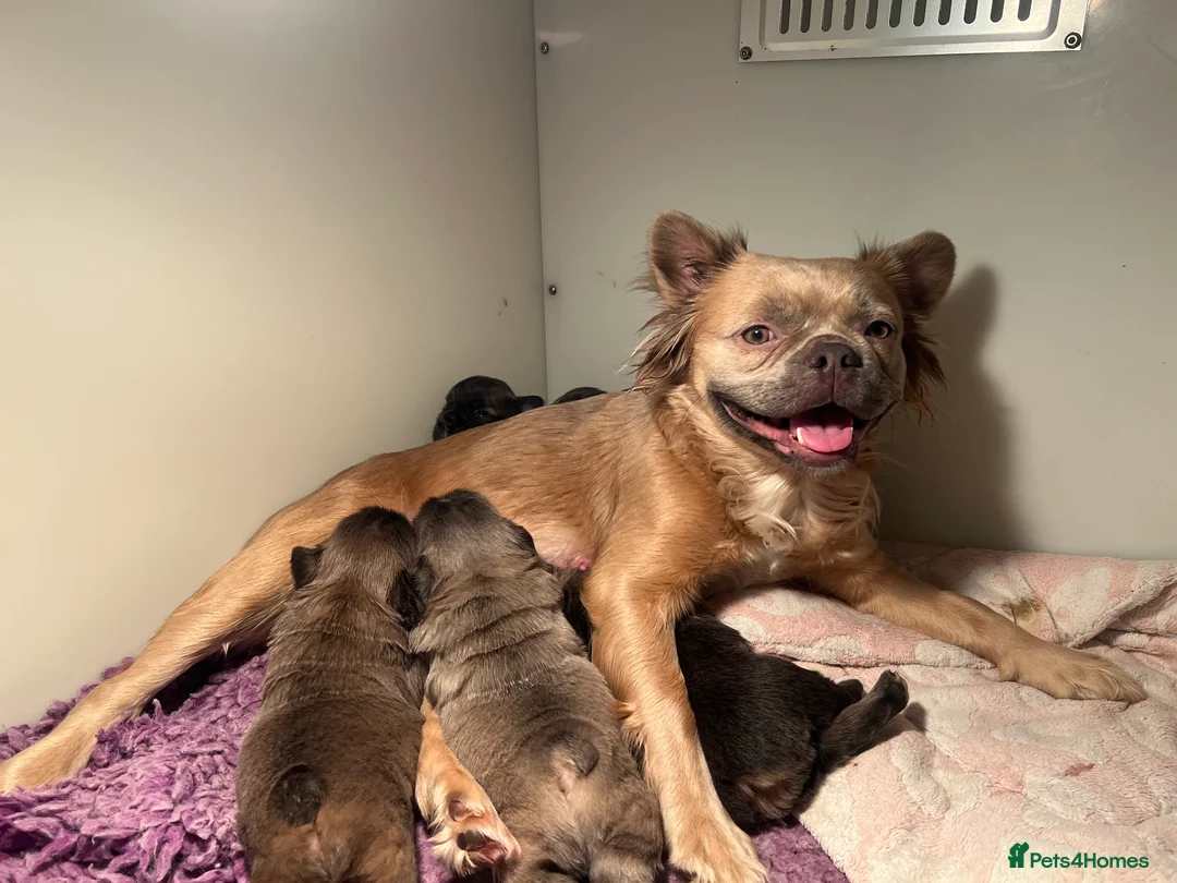 French Bulldog dogs for sale: ✨5 Beautiful Fluffy French Bulldog Puppies ✨ - Advert 3