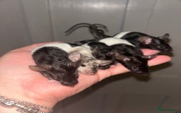 Mouse rodents for sale: Baby mice message to be added to waiting list   - Image 2
