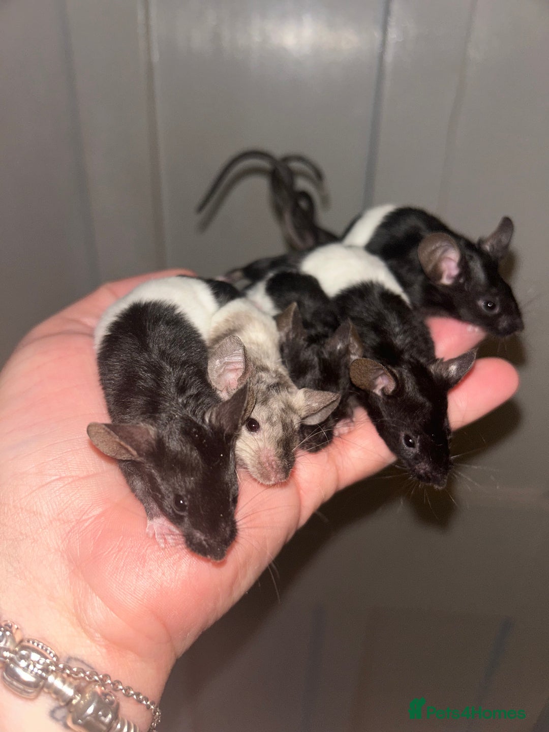 Mouse rodents for sale: Baby mice message to be added to waiting list   - Image 2