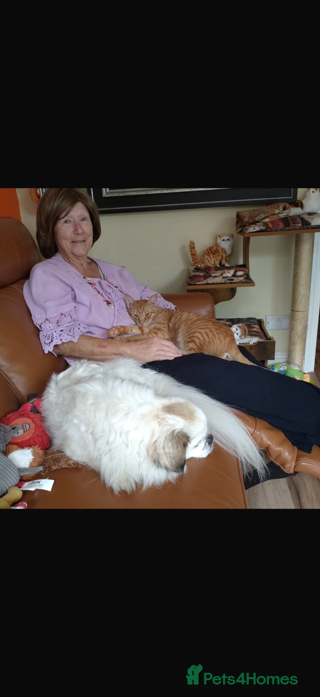 Arabian Mau cats for sale: Hurricane Harry - Advert 2