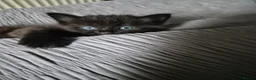 Mixed Breed cats for sale: 8 week old black half maine coone half tabby in Welwyn Garden City - Advert 23
