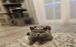 British Shorthair cats for sale: Looking for new Home ❤️ - Image 2