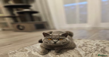 British Shorthair cats - Advert 10