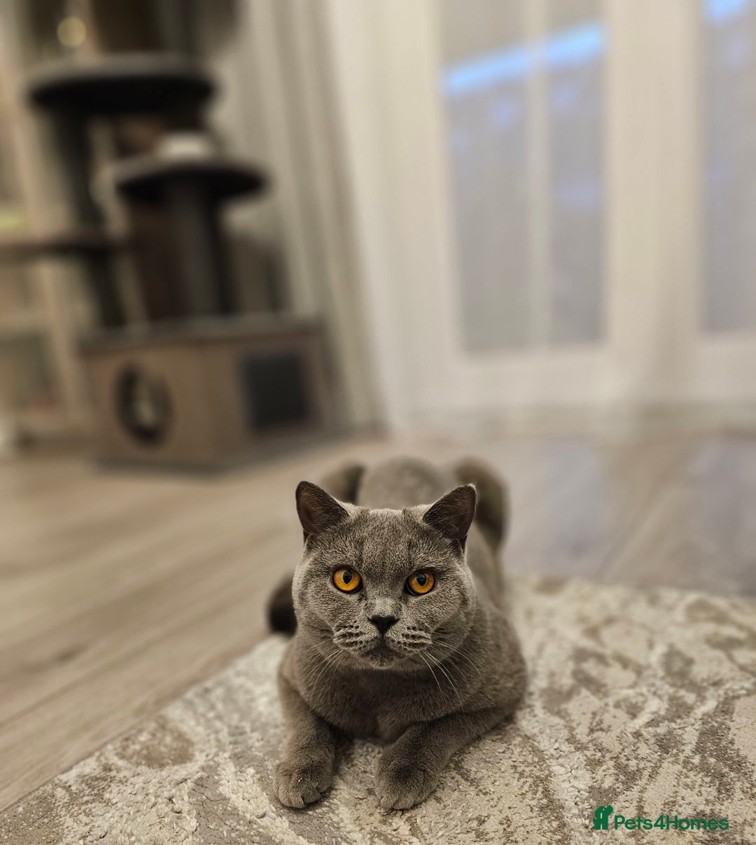 British Shorthair cats for sale: Looking for new Home ❤️ - Image 2