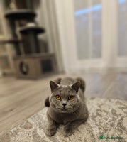 British Shorthair cats - Advert 7