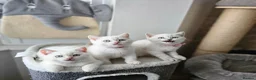 British Shorthair cats for sale: Rare BSH Colourpointed kittens - Advert 4