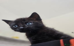 Mixed Breed cats for sale: Cute black kitten - Image 3