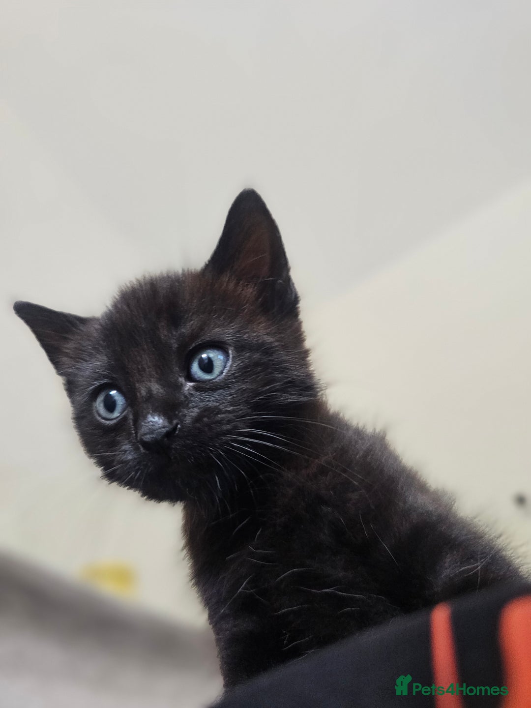 Mixed Breed cats for sale: Cute black kitten - Image 3