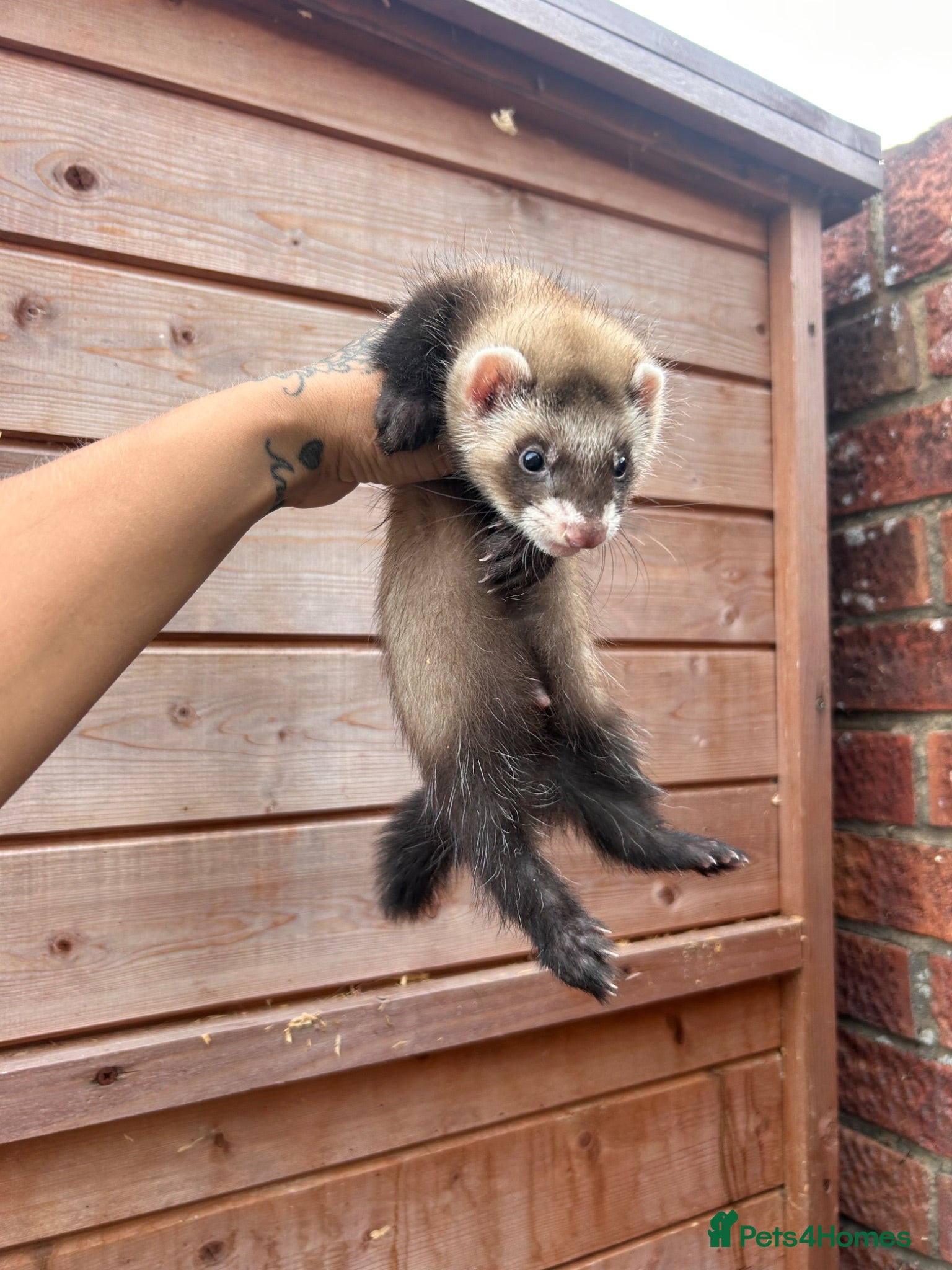 Ferret rodents 1 sable semi hob left 9 weeks old - Advert 19