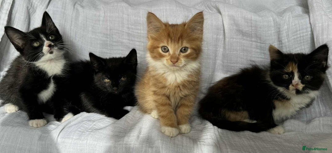 Mixed Breed cats for sale: Last black female left Turkish angora cross kitten - Image 29