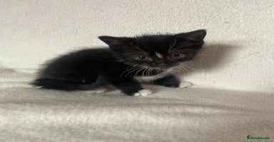Mixed Breed cats - Advert 5